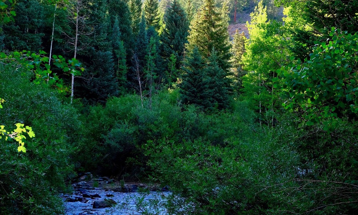 Empire Cabin | JungFrau Cabin, River Front, Easy Access, Secluded, Cozy Rustic Family Cabin