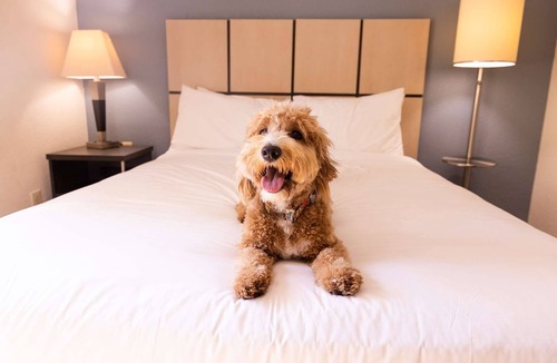 Morris Plains Hotel | 4 Units | Spacious Pet-Friendly Suites Near Morristown with NYC Transit
