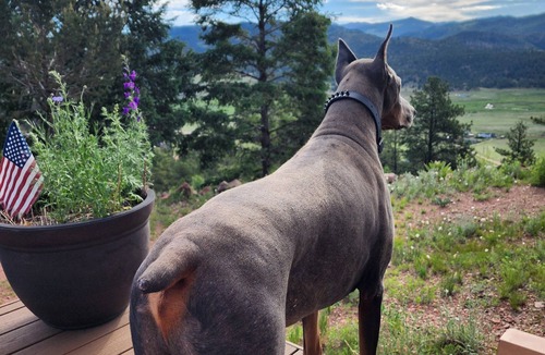 Florissant Cabin | Charming 3-bedroom cabin in Florissant, CO