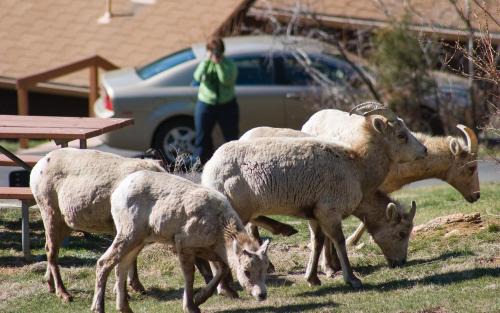 Estes Park Cabin | McGregor Mountain Lodge