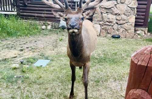 Estes Park Cabin | Peaceful Riverfront Cabin Evergreen A