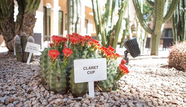 Courtyard by Marriott Phoenix Mesa