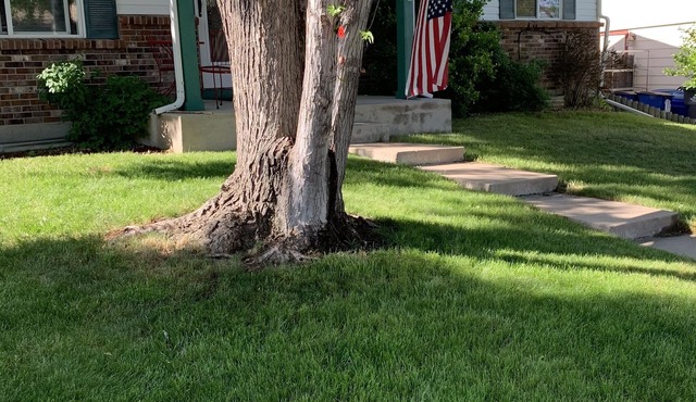Ranch style home in Aurora