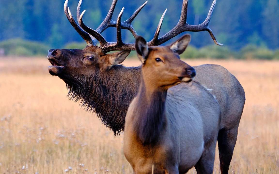 Photo of Others in Estes Park