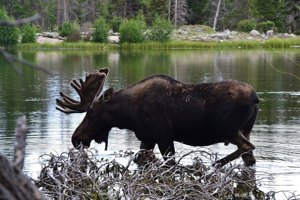 Photo of Others in Estes Park