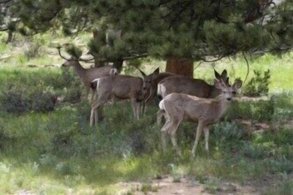 Photo of Outdoor in Estes Park