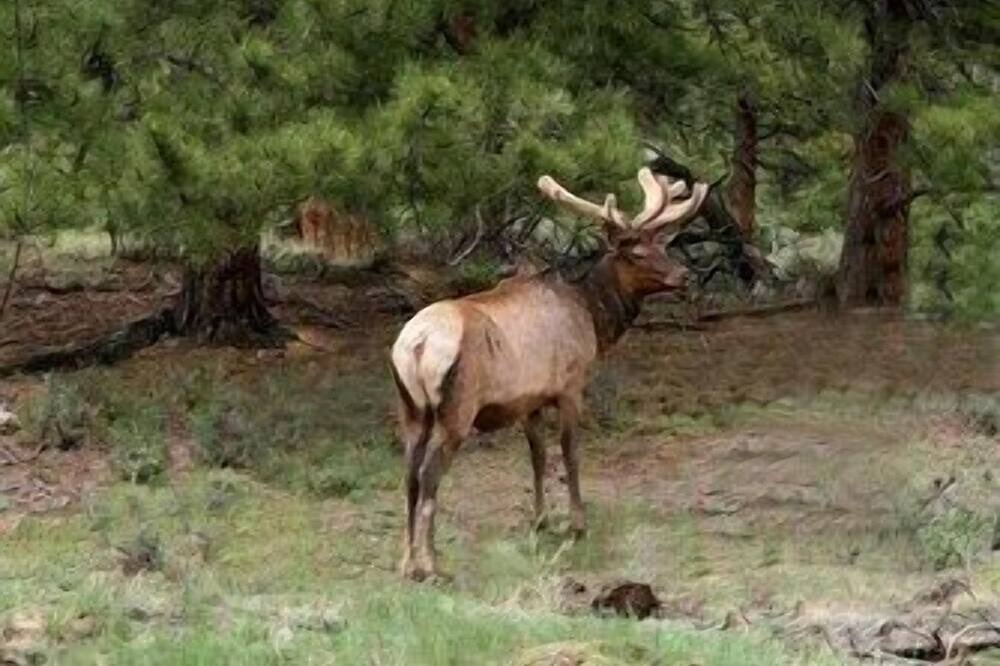 Photo of Outdoor in Estes Park