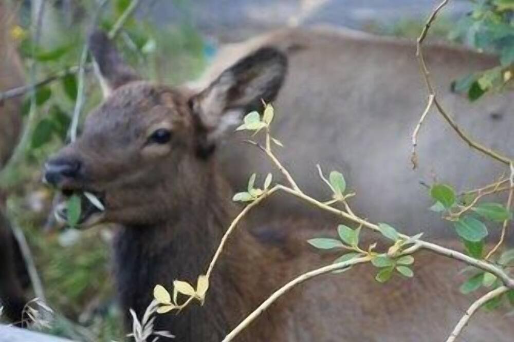 Photo of Others in Estes Park