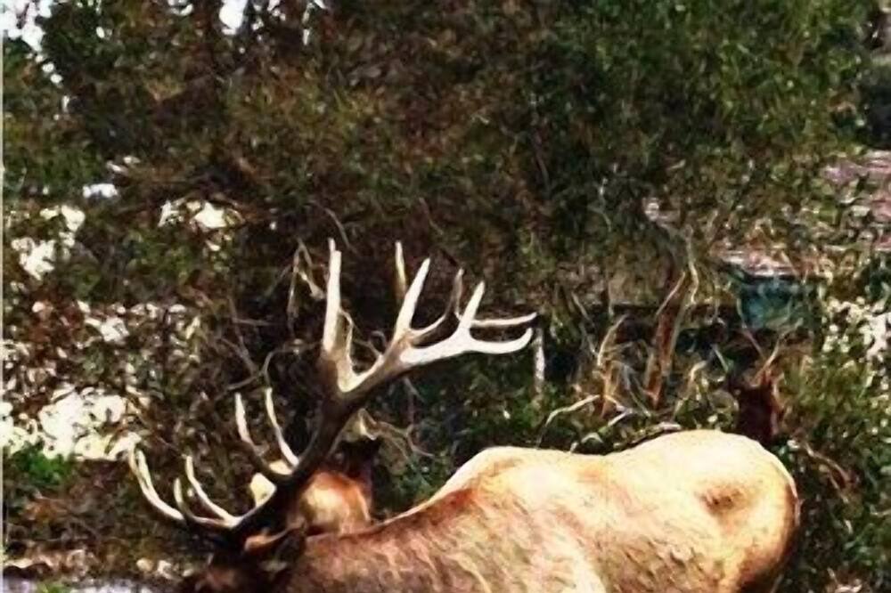 Photo of Outdoor in Estes Park