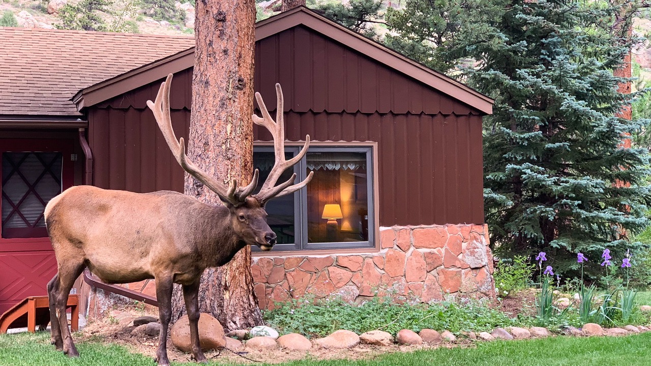 Photo of Others in Estes Park