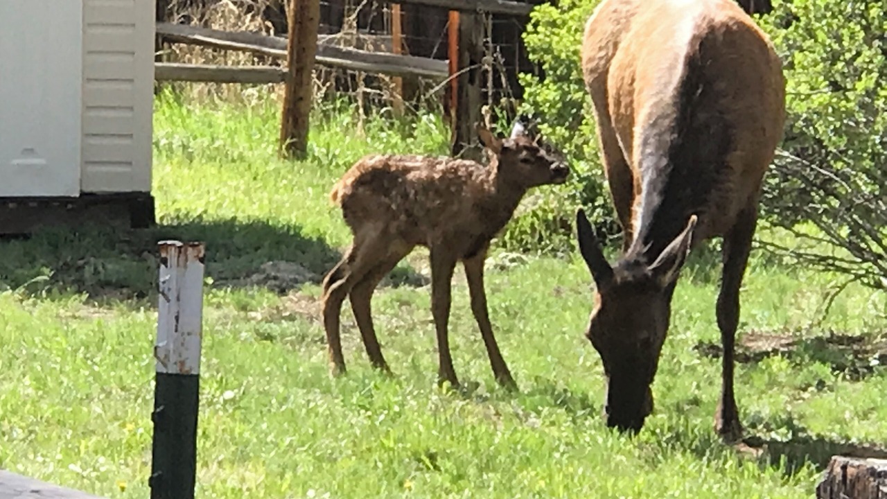Photo of Outdoor in Estes Park