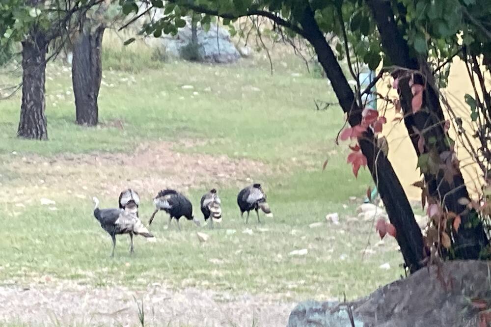 Photo of Others in Weston
