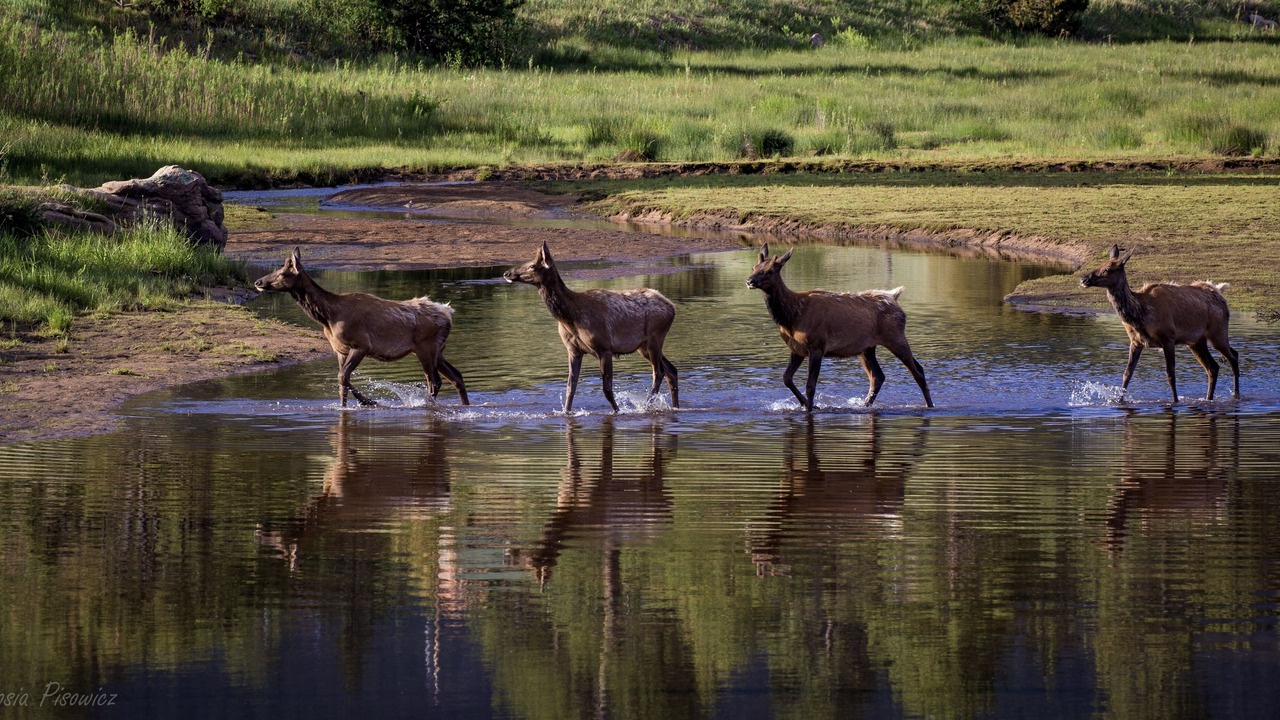 Photo of Others in Estes Park