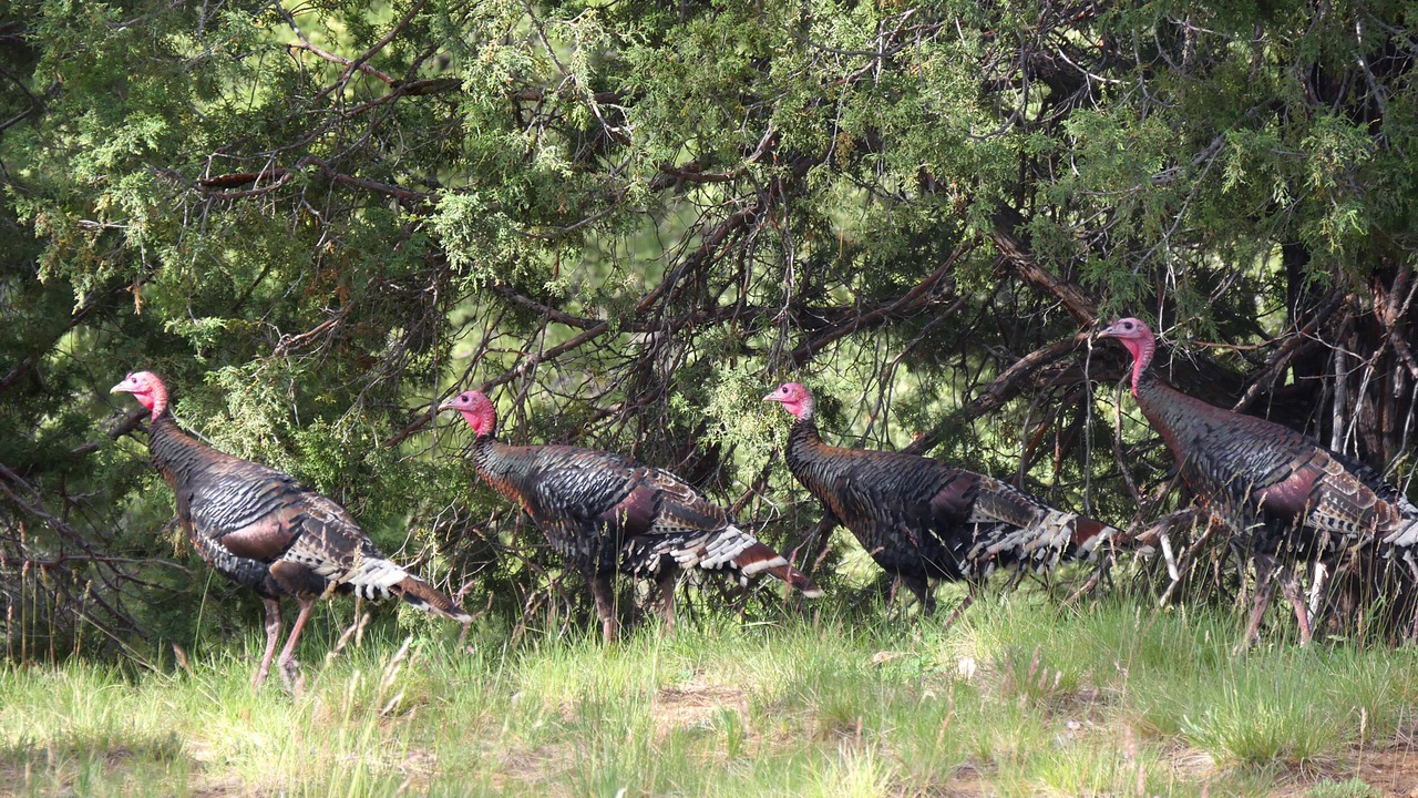Photo of Outdoor in Durango