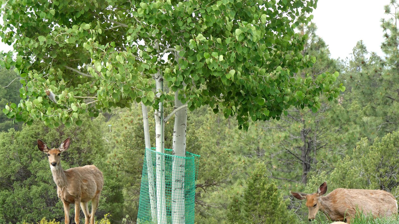 Photo of Outdoor in Durango