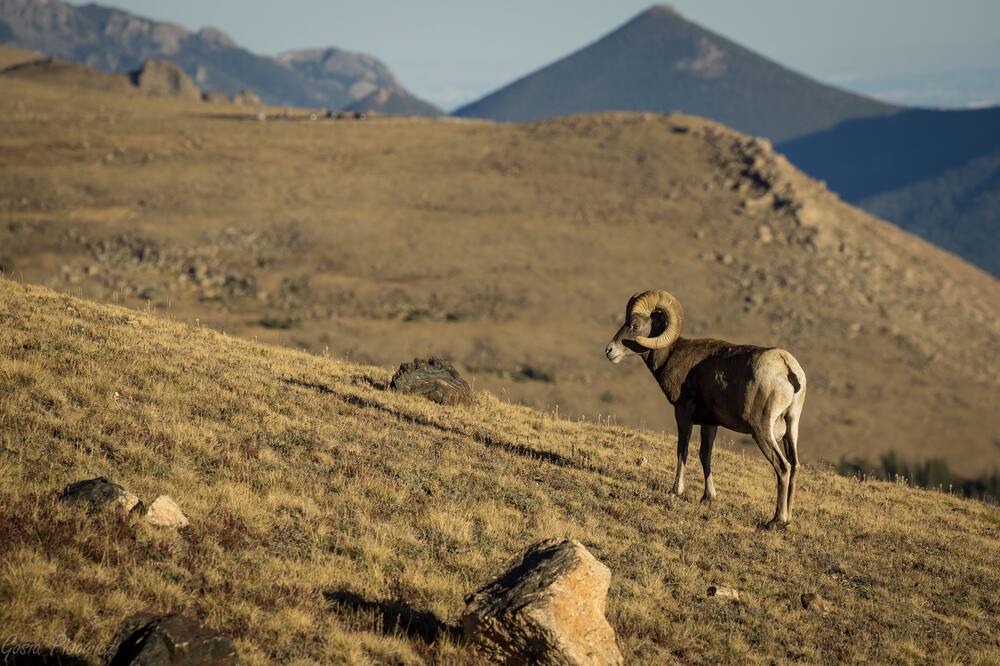 Photo of Others in Estes Park