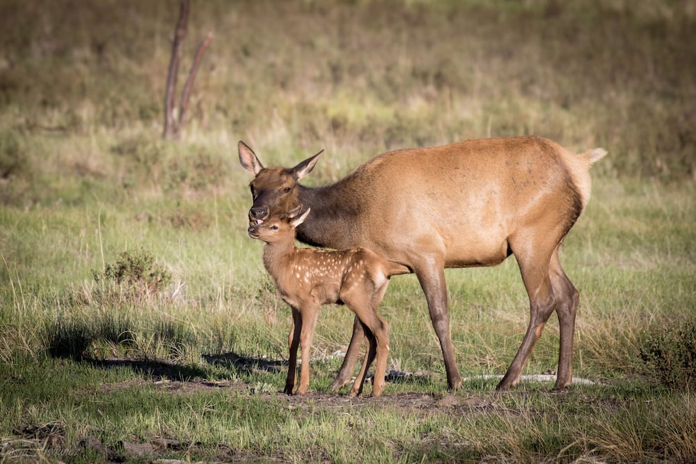 Photo of Others in Estes Park