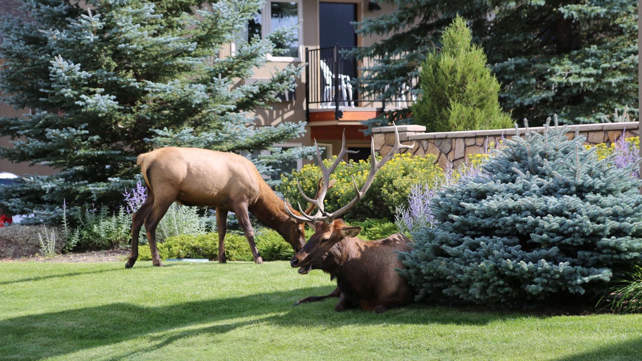 Photo of Outdoor in Estes Park