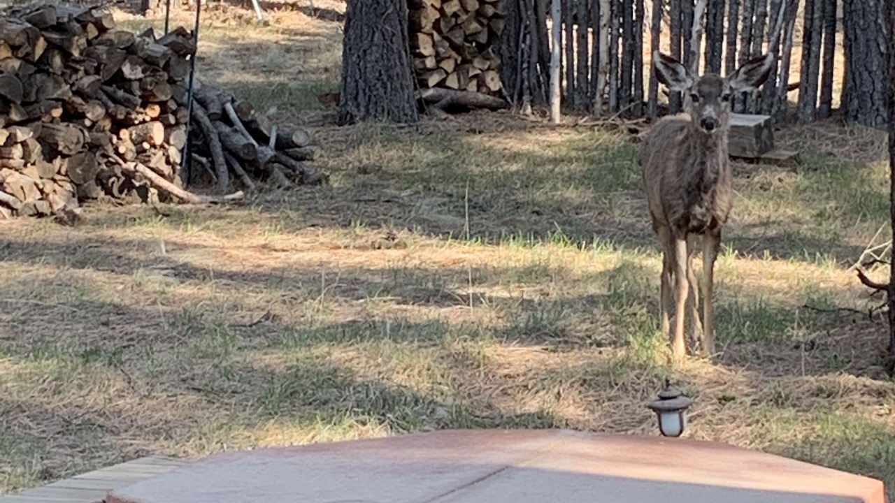 Photo of Others in Angel Fire