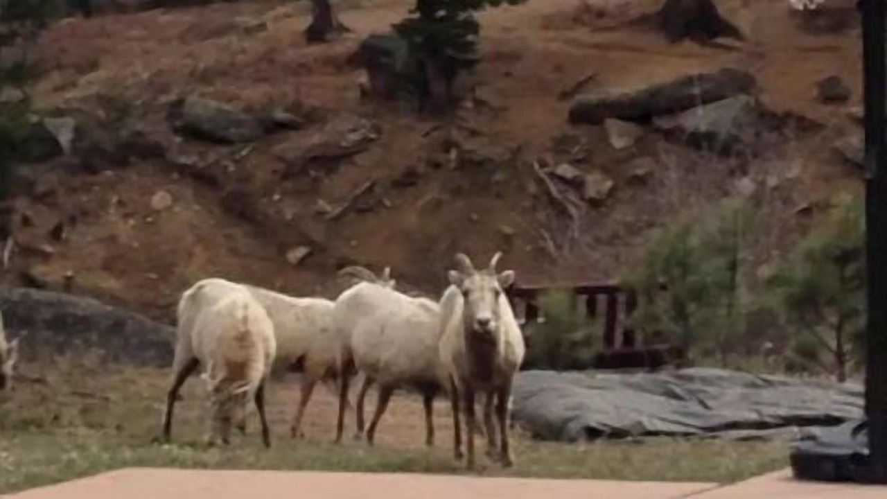 Photo of Outdoor in Estes Park
