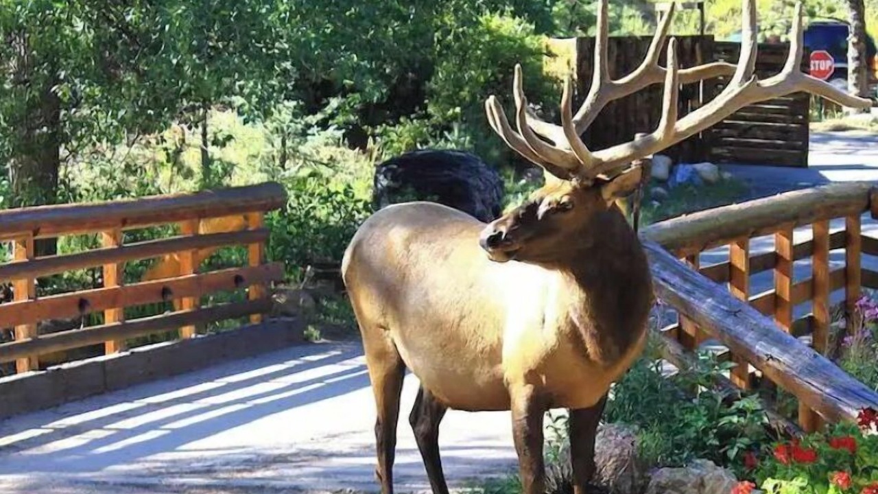Photo of Outdoor in Estes Park