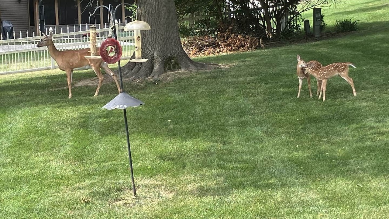 Photo of Outdoor in Waldron