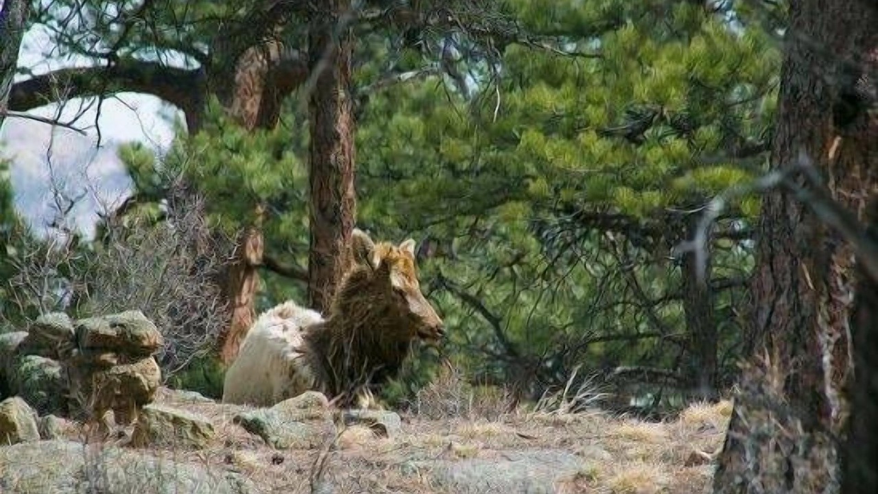 Photo of Outdoor in Estes Park
