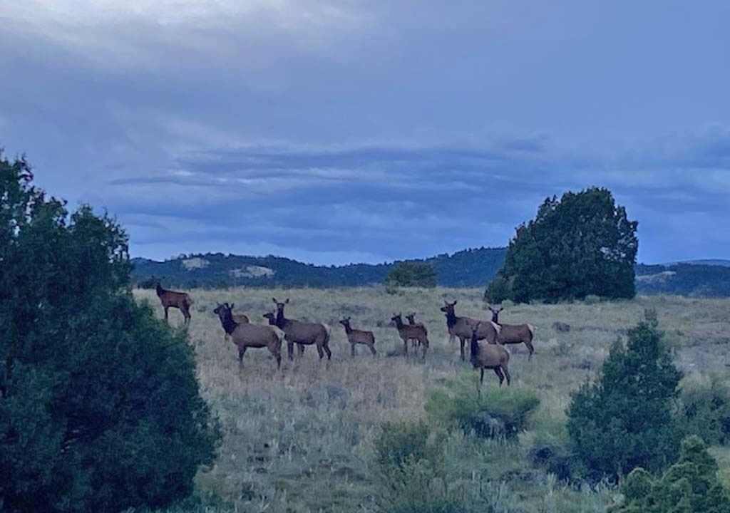 Photo of Others in Capulin