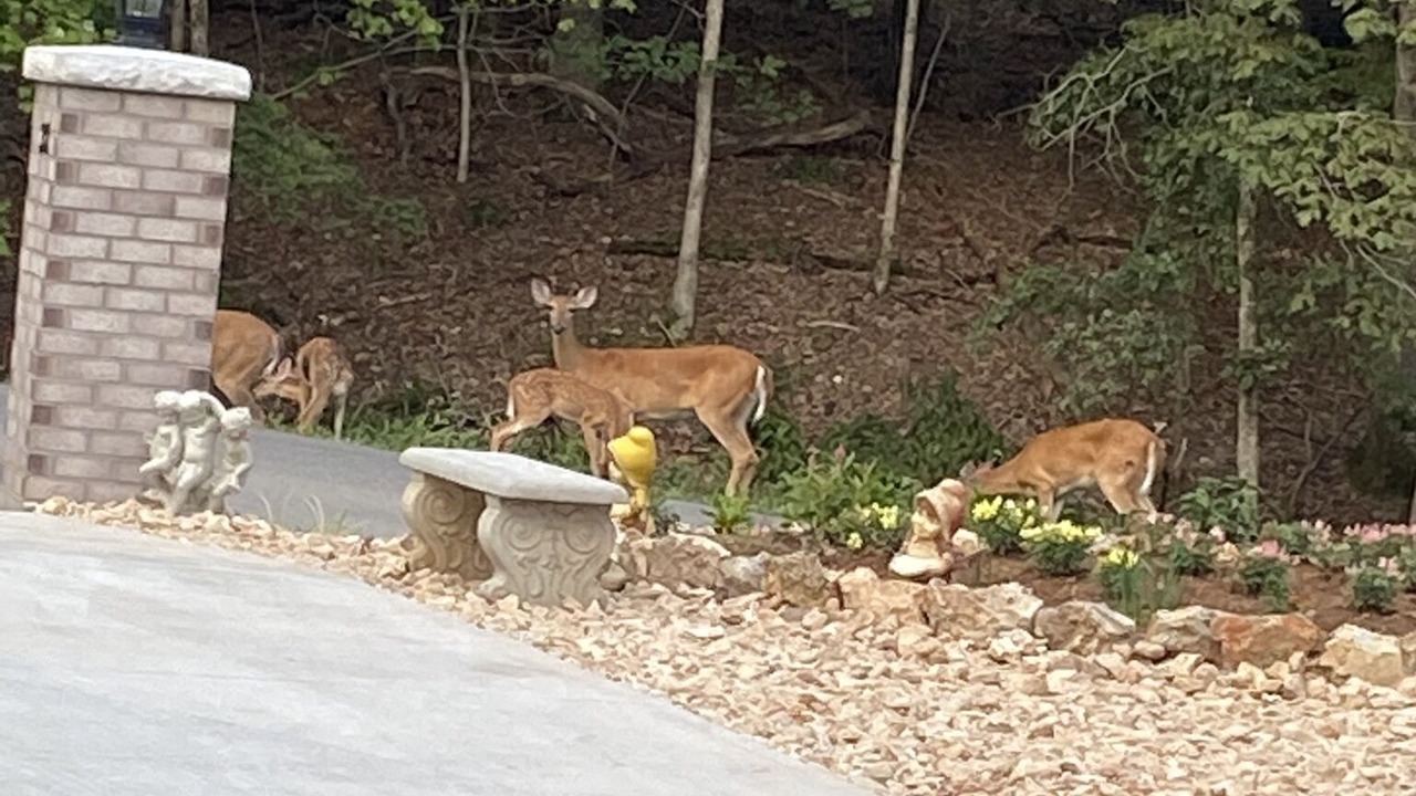 Photo of Others in Bella Vista
