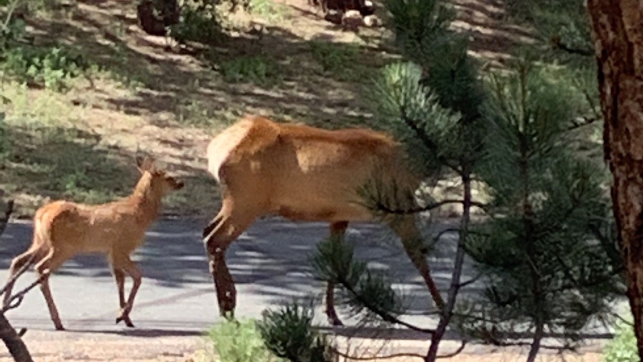 Photo of Outdoor in Estes Park