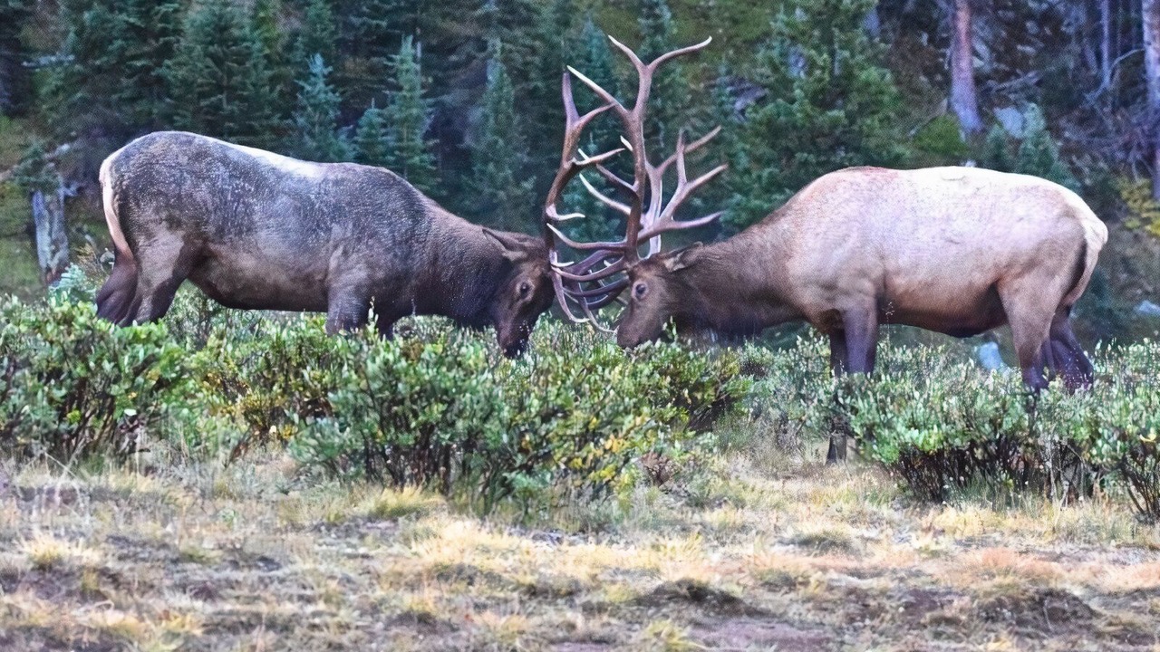 Photo of Outdoor in Estes Park