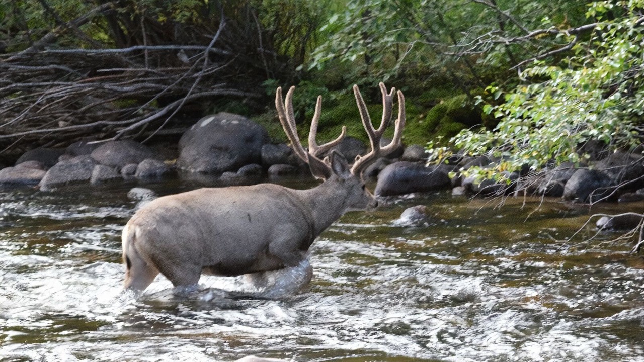 Photo of Outdoor in Estes Park