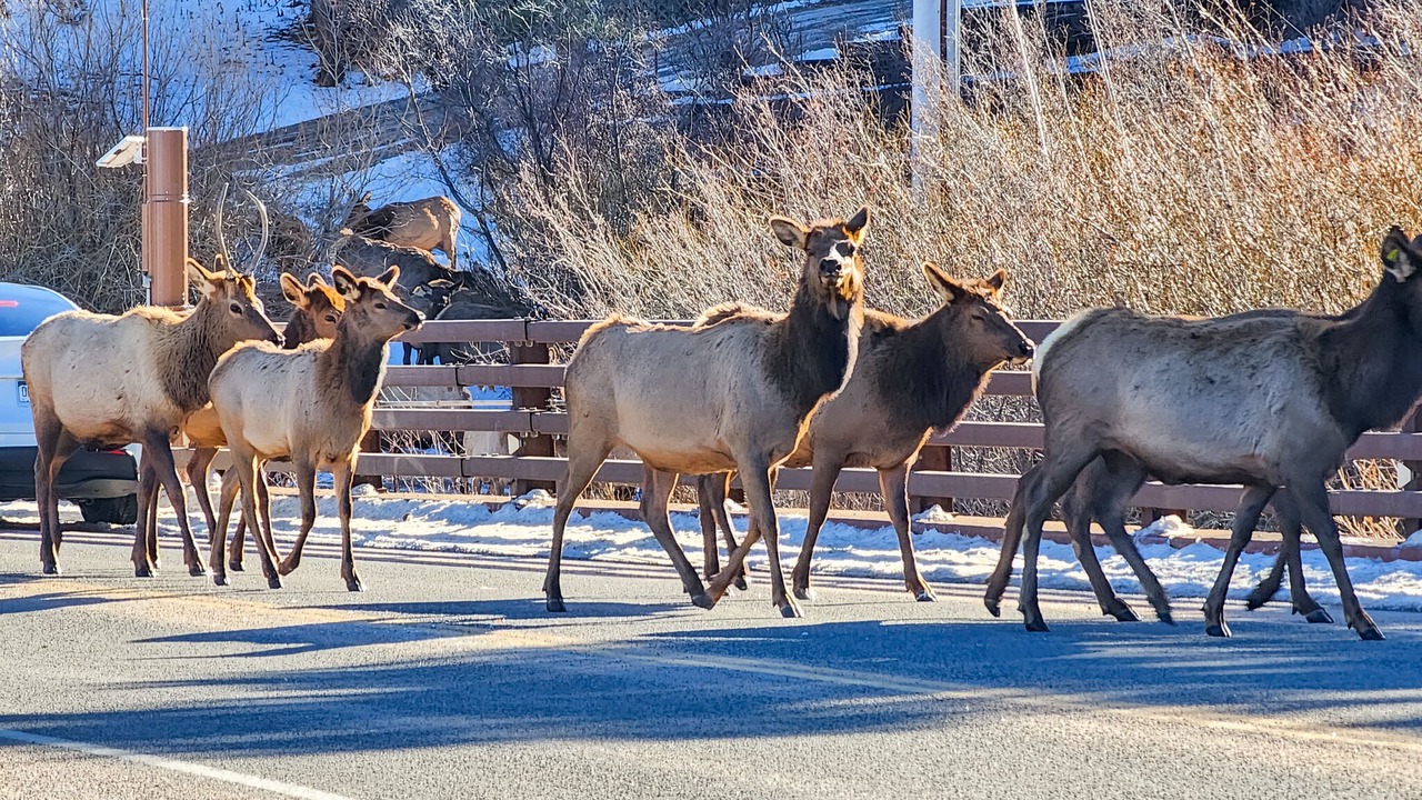 Photo of Outdoor in Estes Park