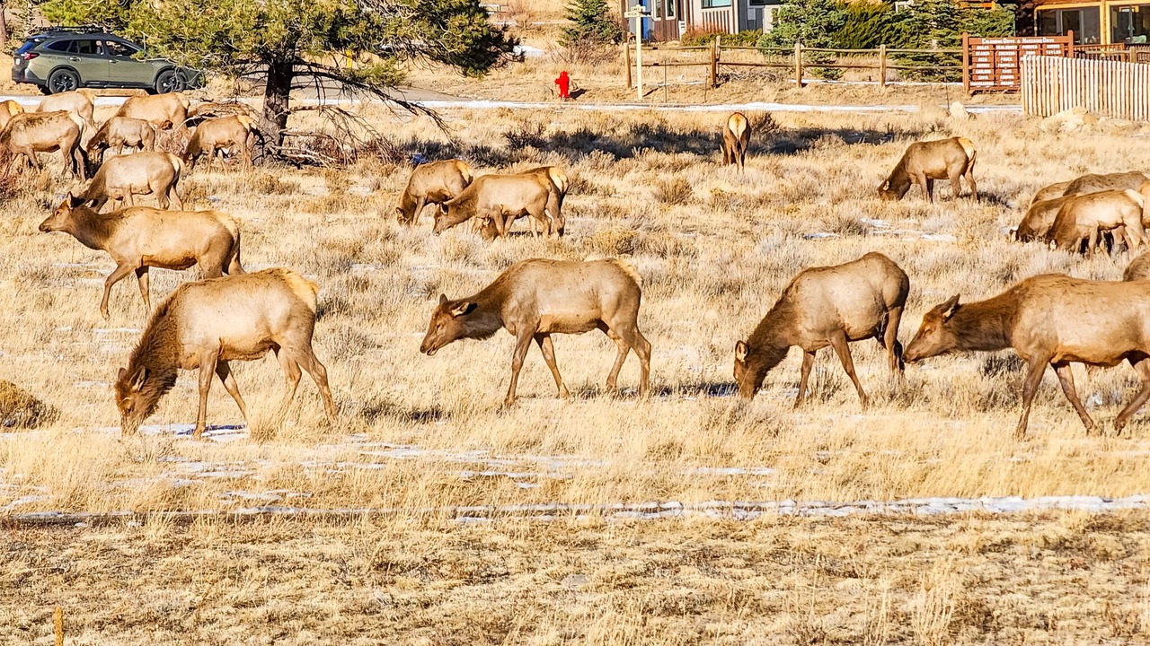 Photo of Outdoor in Estes Park
