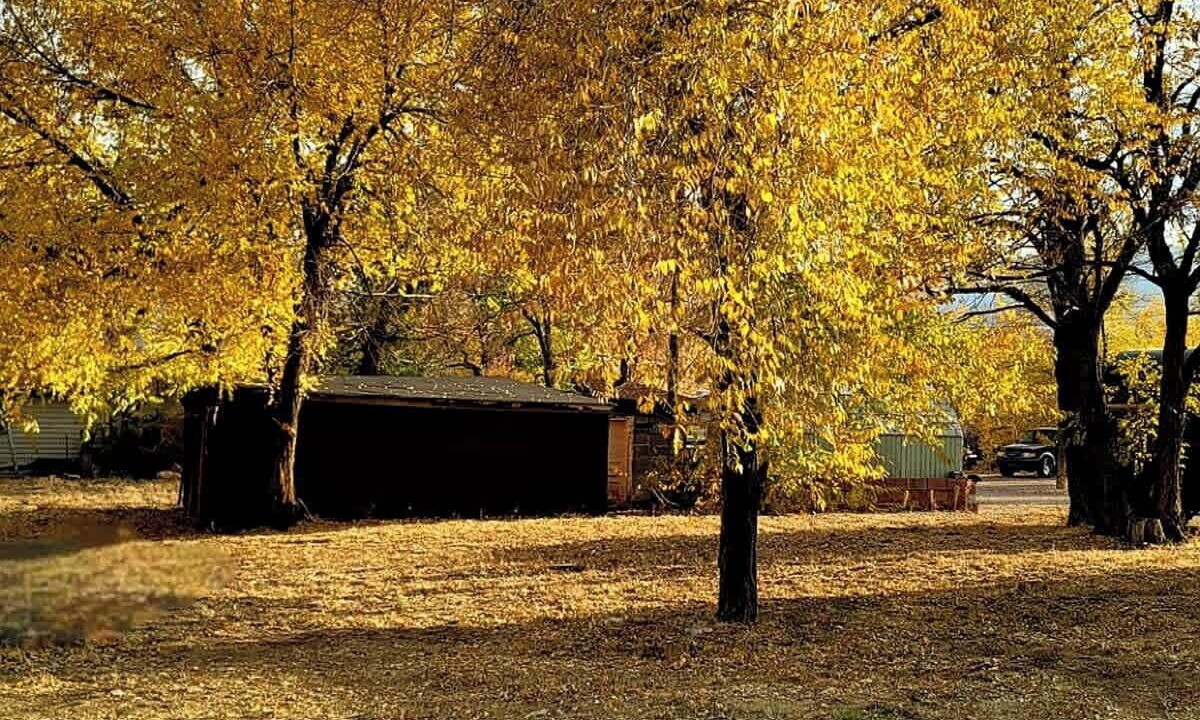 Photo of Others in Golden