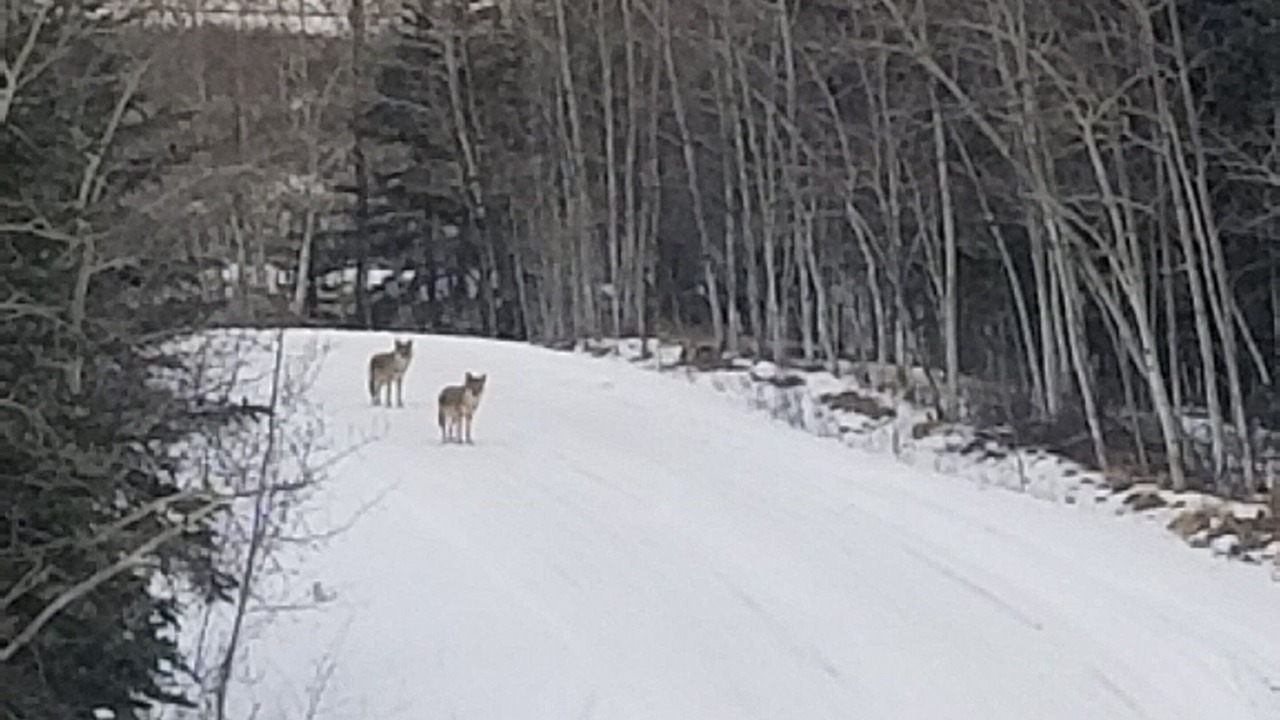 Photo of Others in Indian Mountain