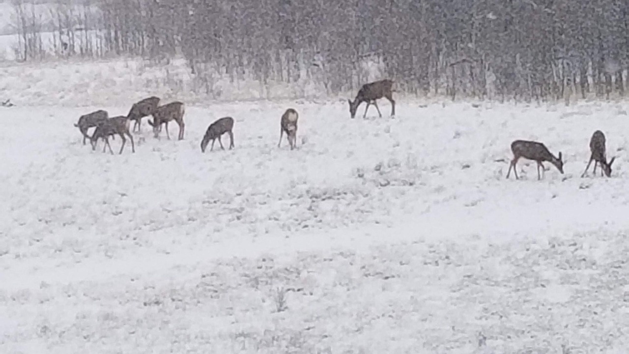 Photo of Others in Indian Mountain