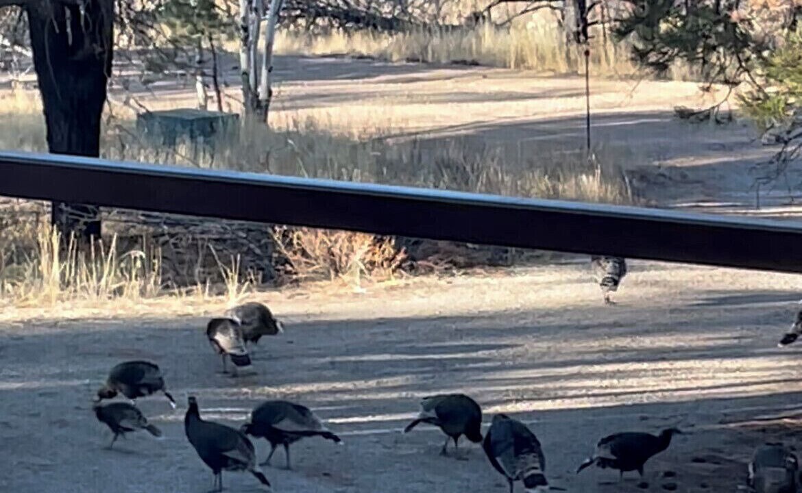 Photo of Others in Fort Garland