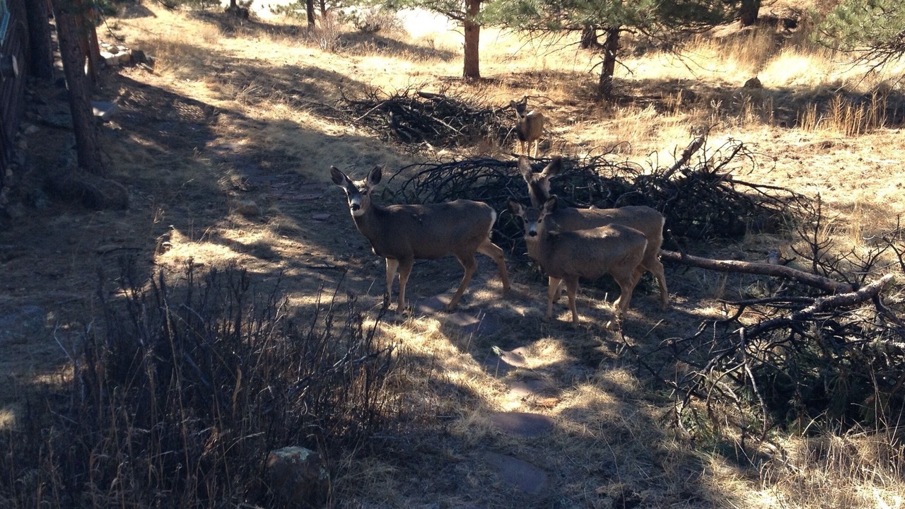 Photo of Others in Estes Park