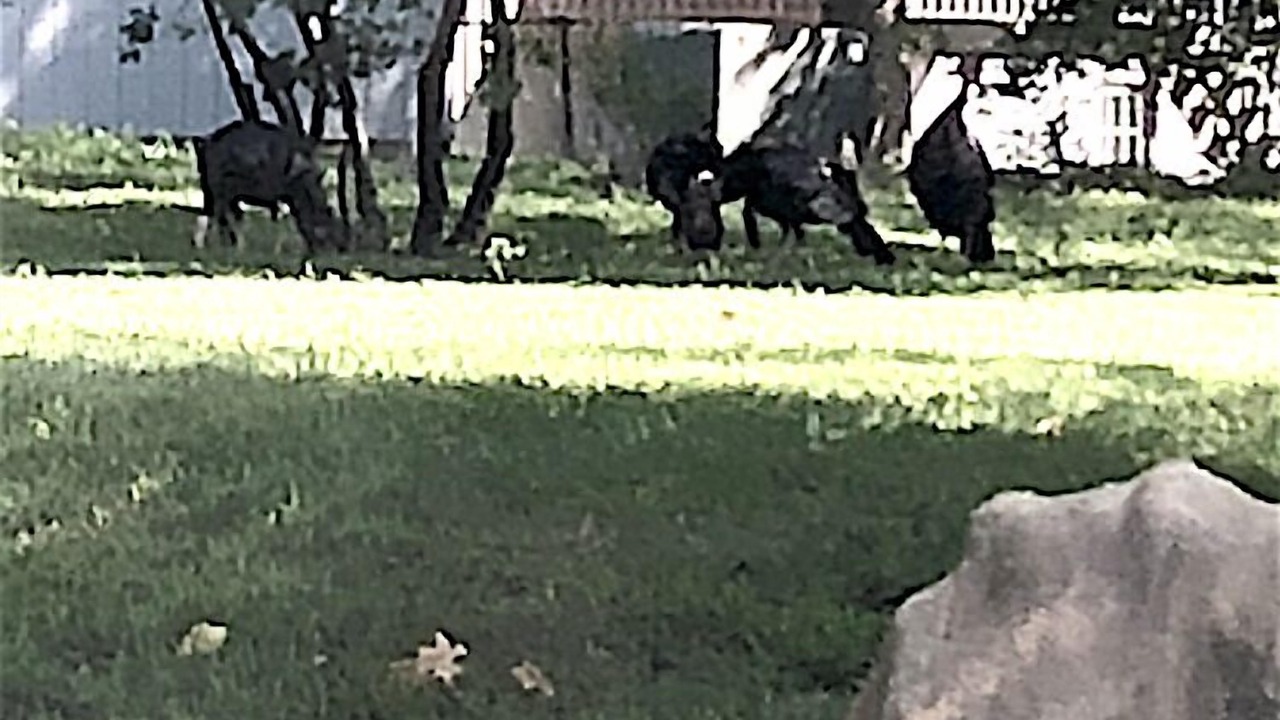 Photo of Others in Pauline