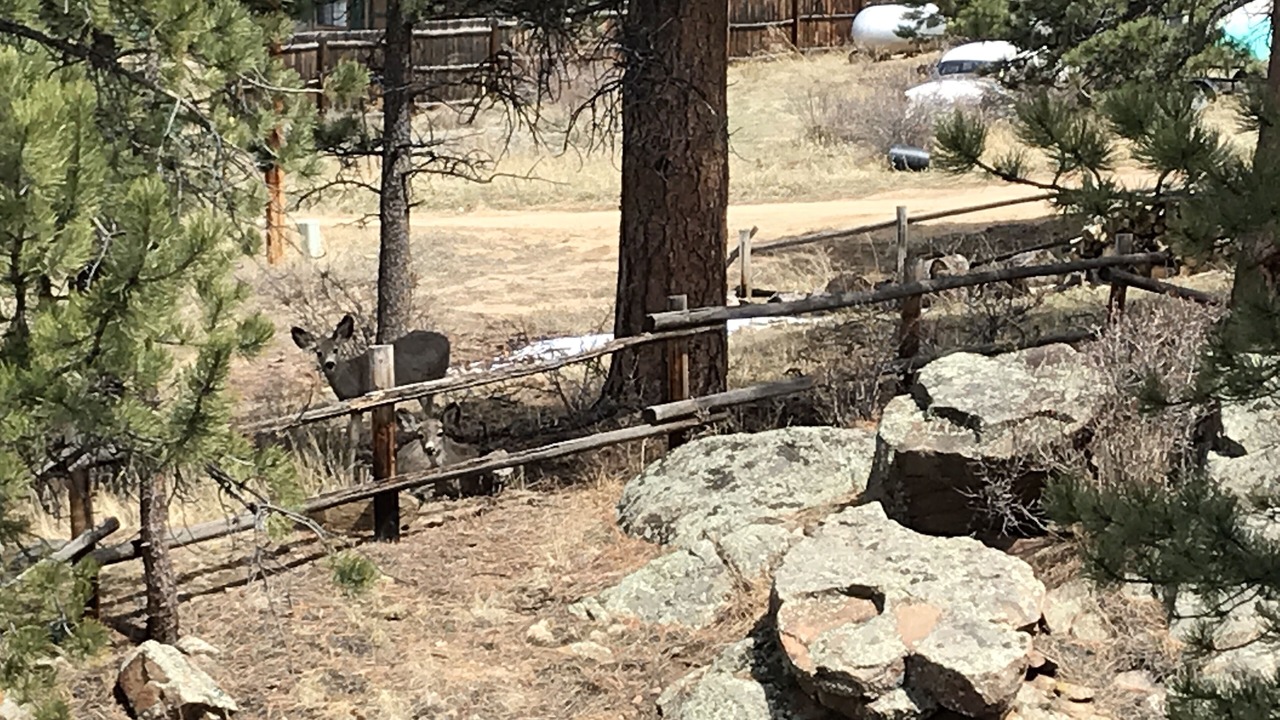 Photo of Outdoor in Estes Park