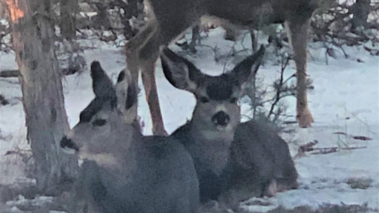 Photo of Others in Durango