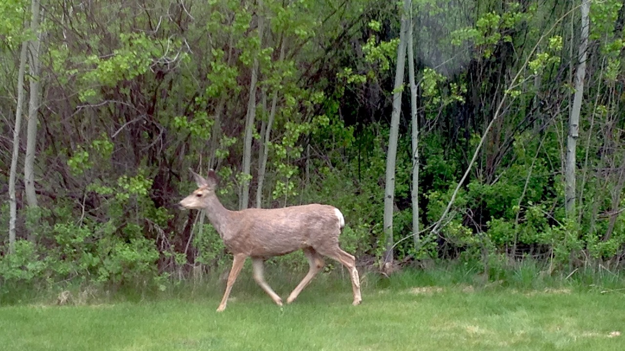 Photo of Outdoor in Moose Wilson Road