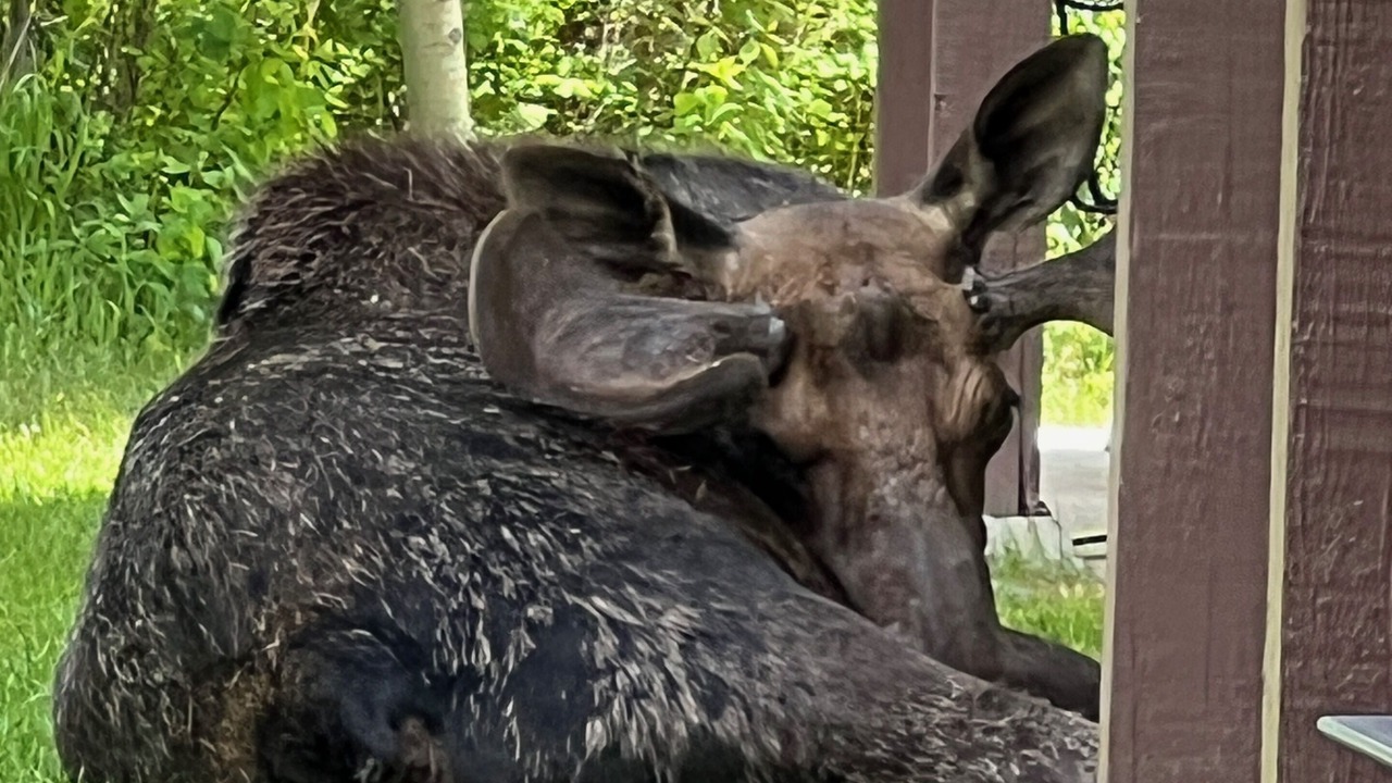 Photo of Outdoor in Moose Wilson Road