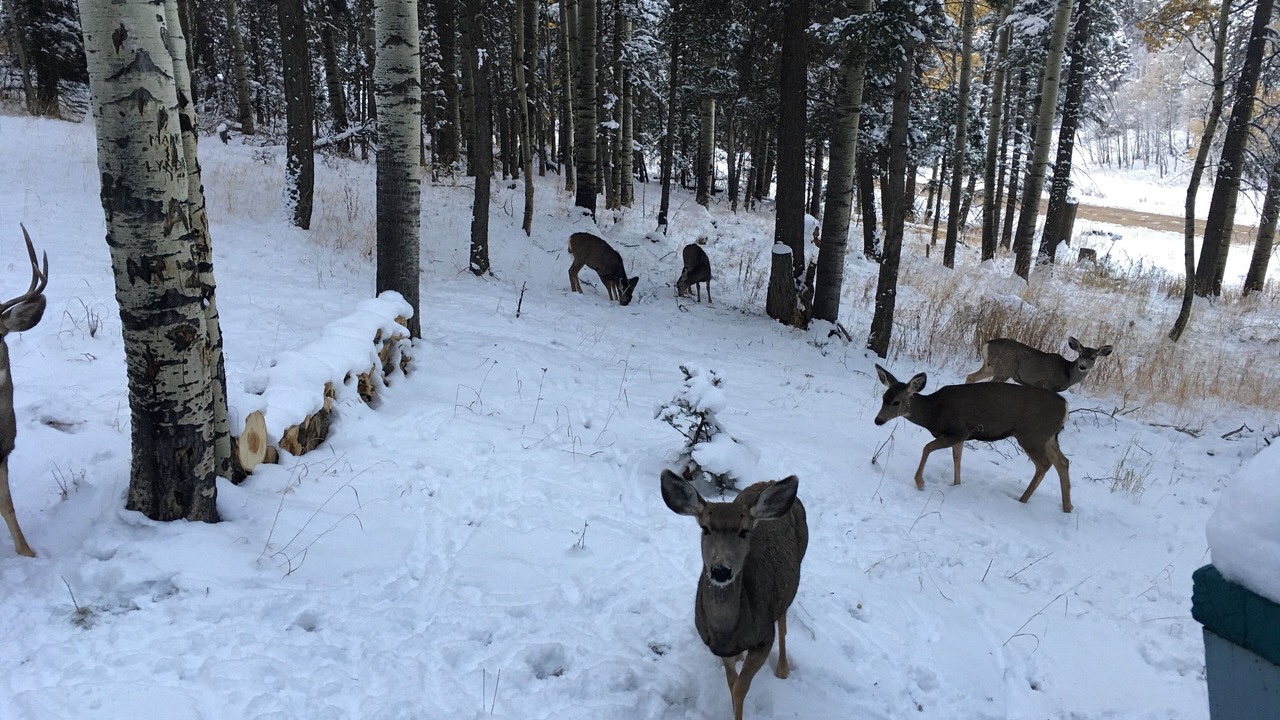Photo of Outdoor in Angel Fire