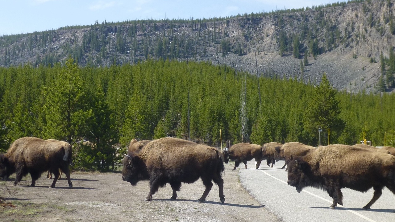 Photo of Others in West Yellowstone