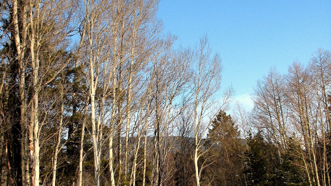 Photo of Others in Wildernest