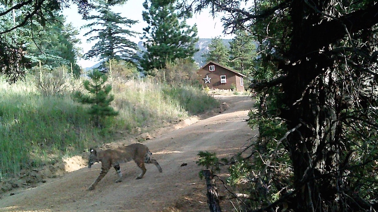 Photo of Outdoor in Estes Park