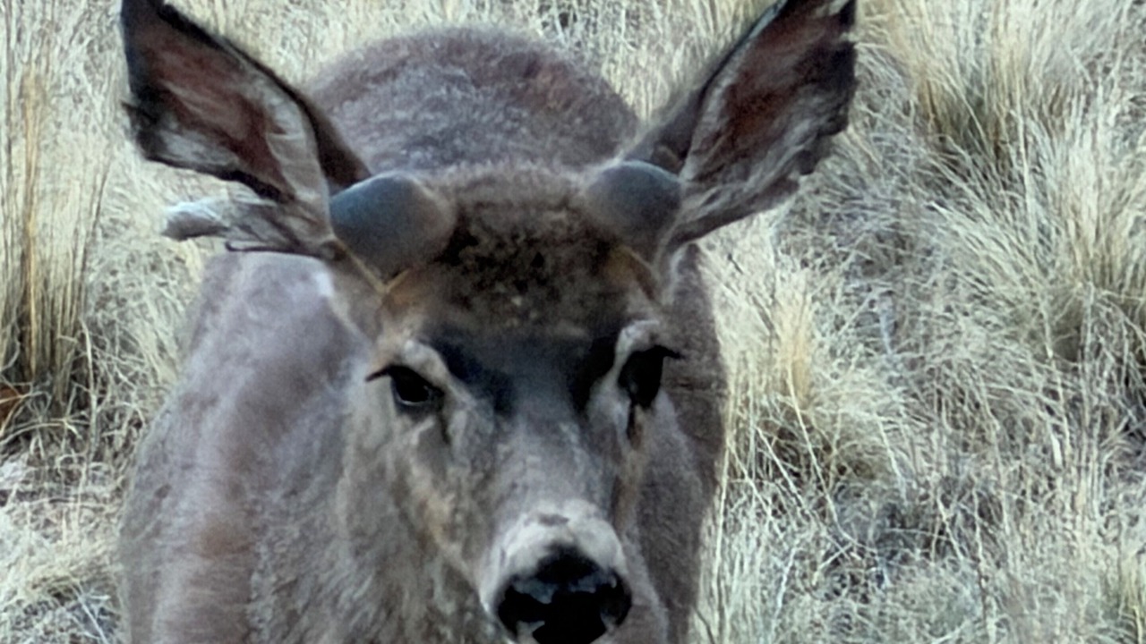 Photo of Others in Indian Mountain