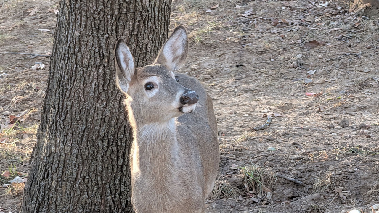 Photo of Others in Shawnee
